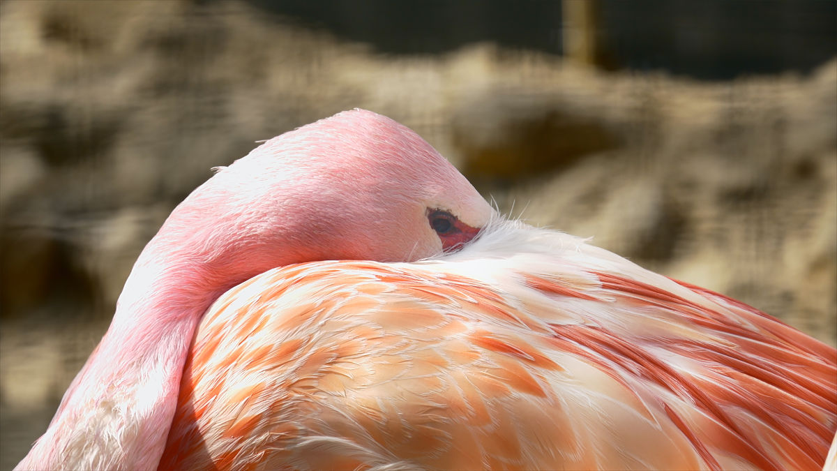 Close up of a flanmingo