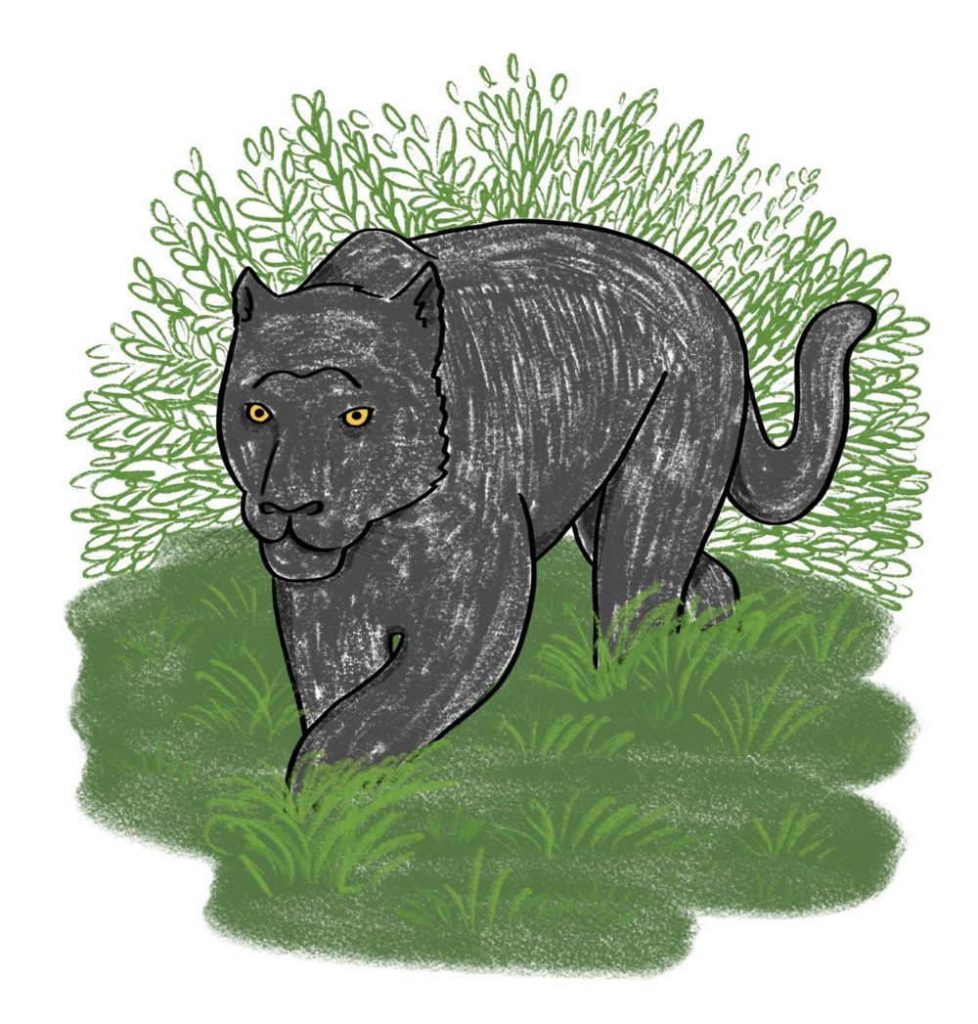Black panther drawing 