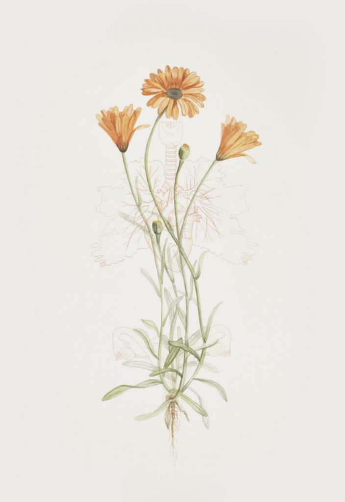 Jennifer Trouton, "Calendula (Marigold)" from Mater Natura: The Abortionists Garden, 2020-21. © the artist.