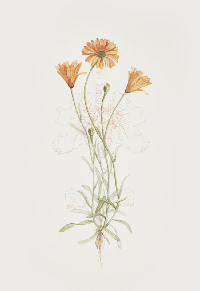 Jennifer Trouton, “Calendula (Marigold)” from the series Mater Natura: The Abortionist's Garden, 2020-21, watercolour on paper, 38 x 26 cm. © the artist.