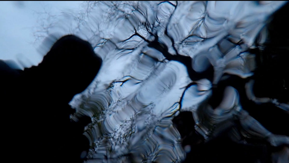 Photo of reflection of trees.