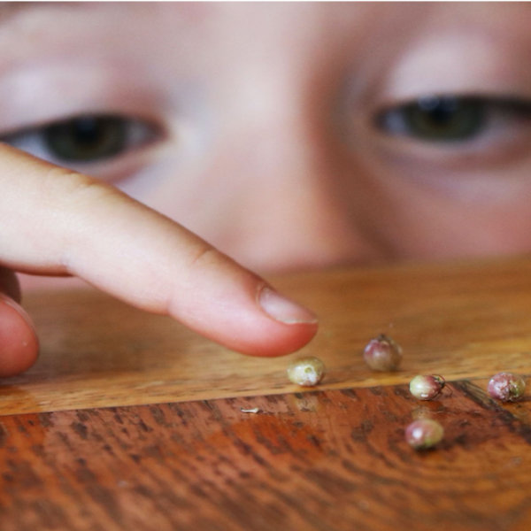 SeedsareStoriesPressRelease