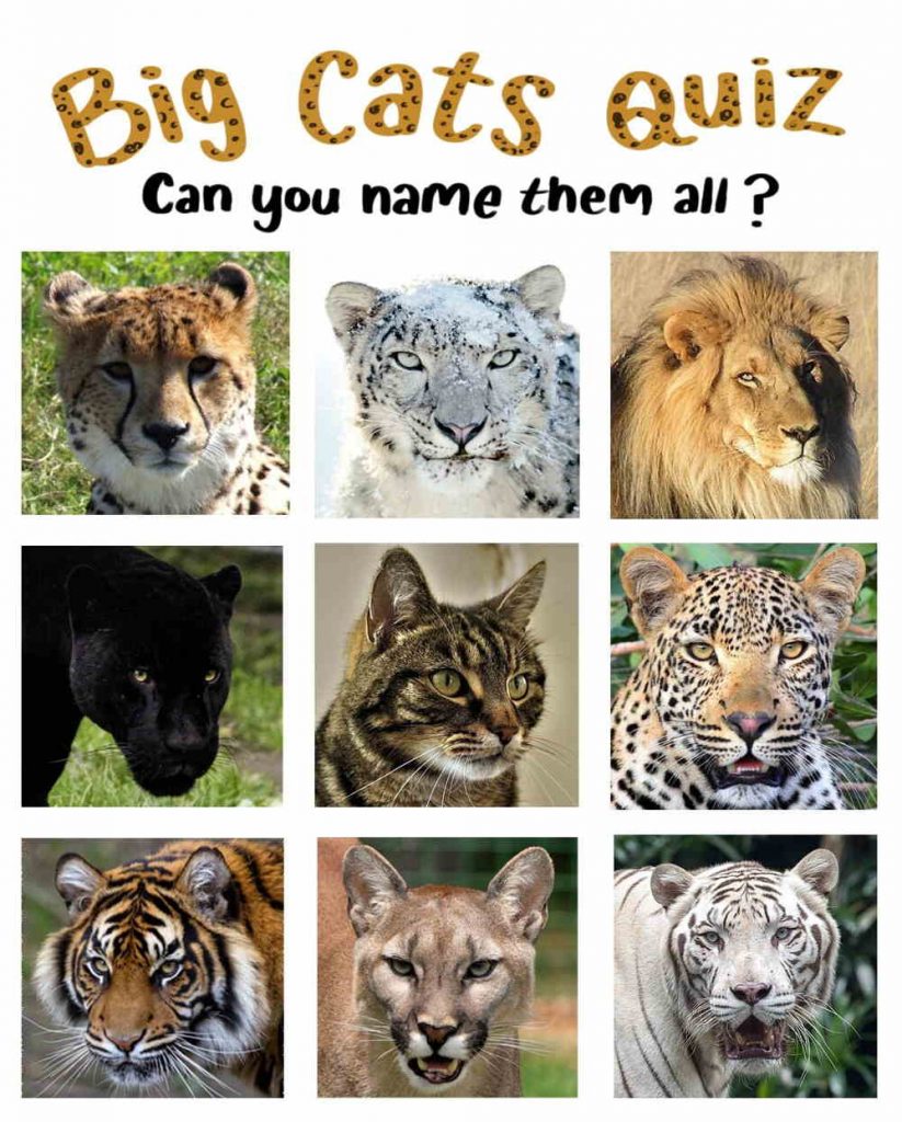 Big cats quiz