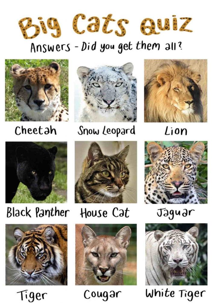 Big Cats Quiz Answers