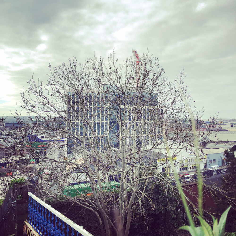 hello tree, veins of the city