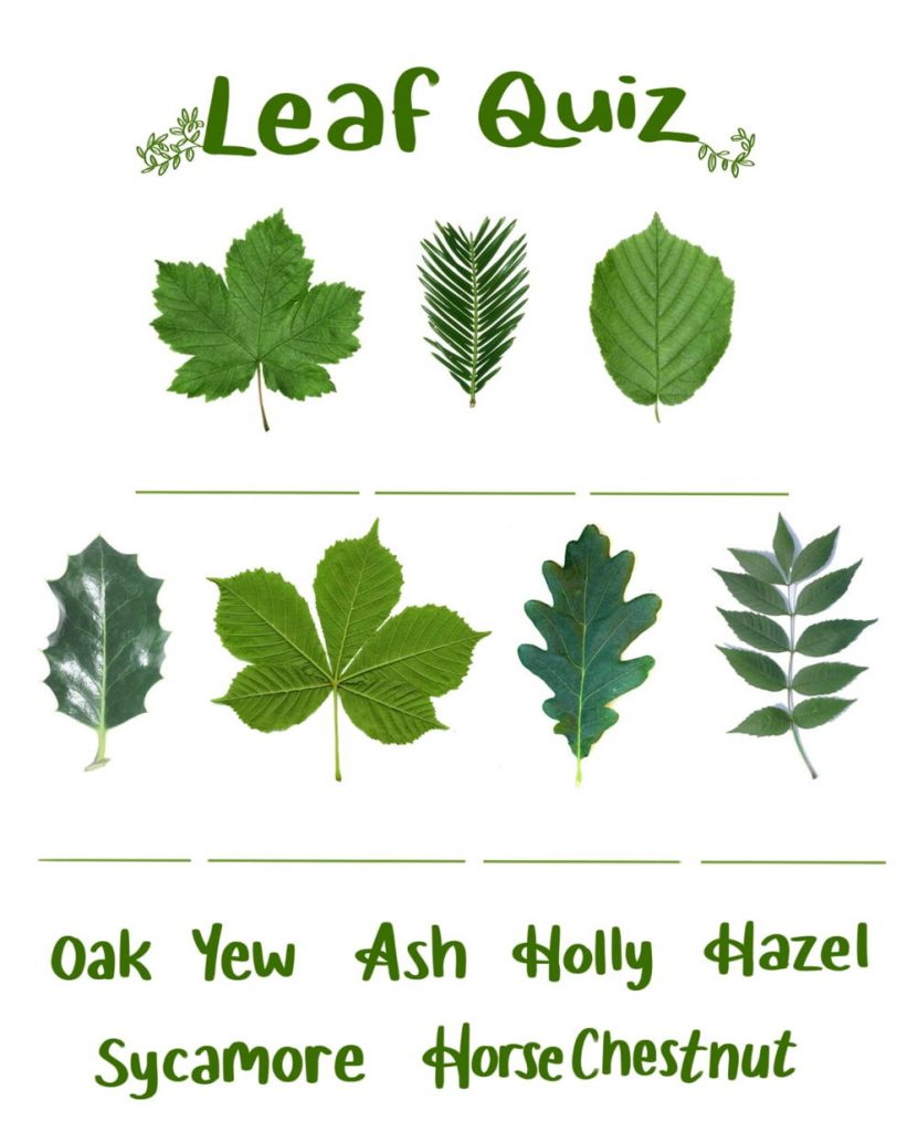 Leaf Quiz