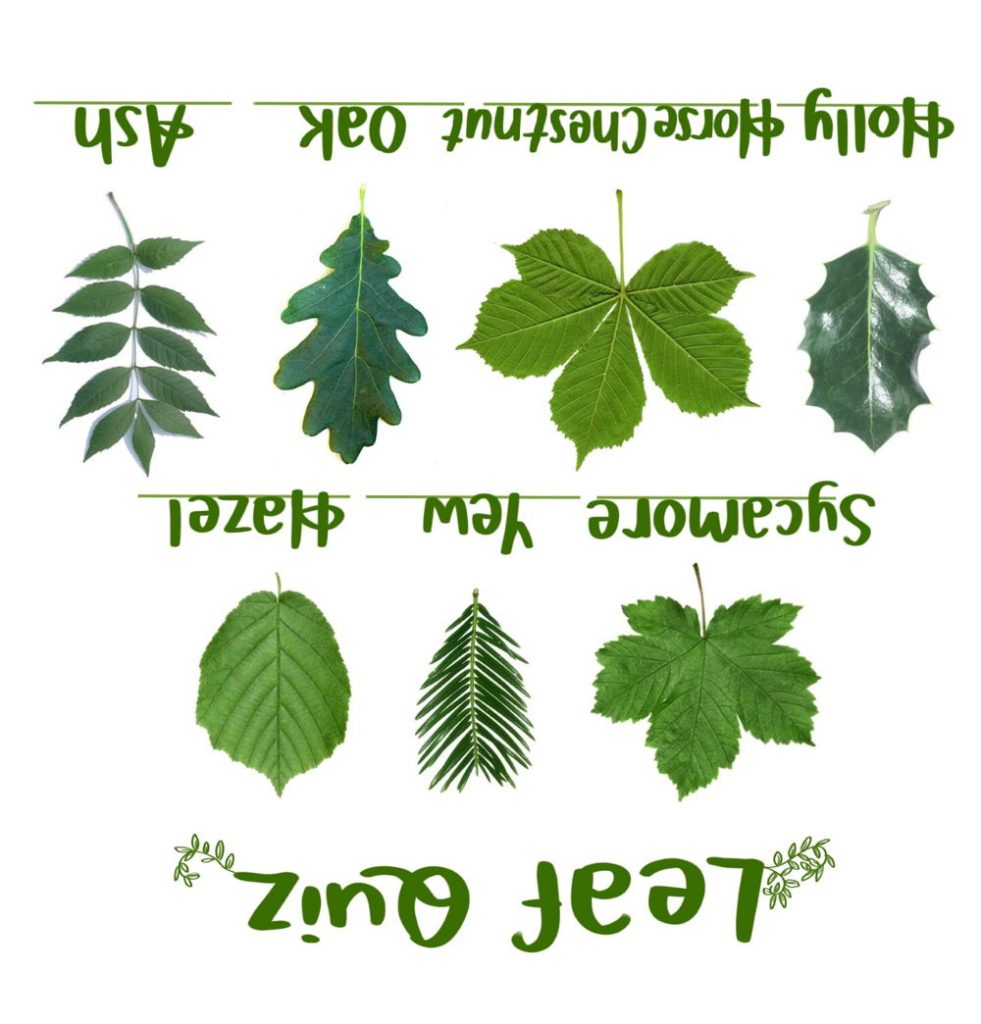 Leaf Quiz Answers
