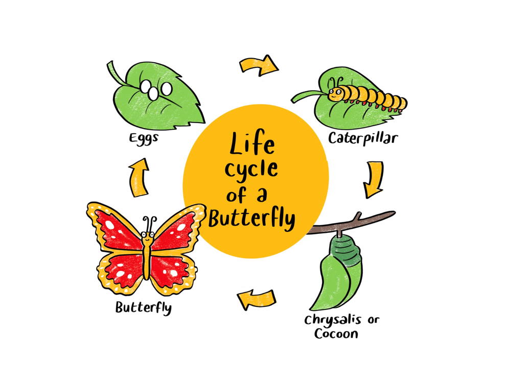 Life cycle of a butterfly